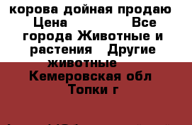 корова дойная продаю › Цена ­ 100 000 - Все города Животные и растения » Другие животные   . Кемеровская обл.,Топки г.